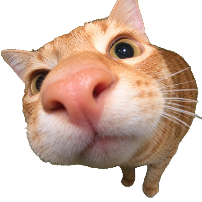 Attencat, an orange tabby cat, pressing its pink nose right up to the camera